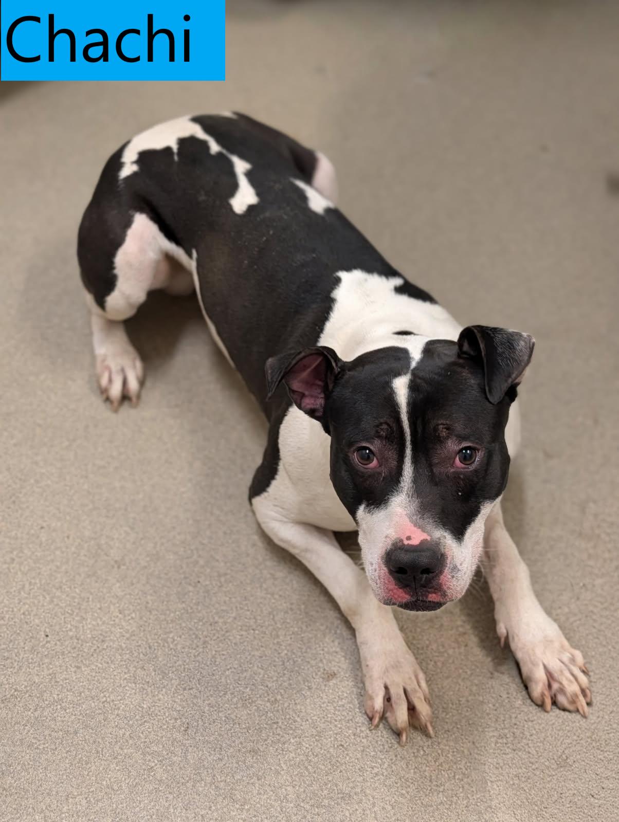 Chachi, a ADOPTABLE mixed breed in Mount Vernon, OH image 2/2
