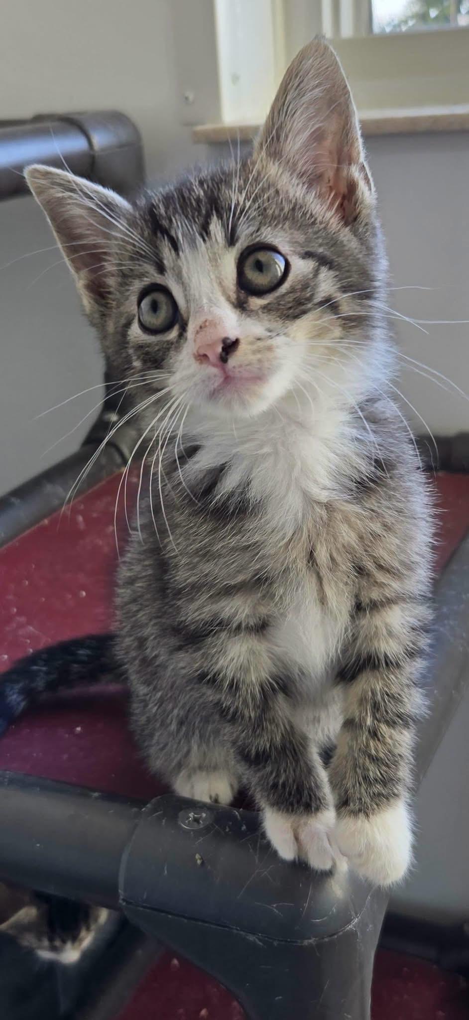 Tank, adopted, Kitten Male Domestic Short Hair.