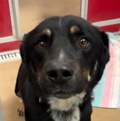 Enlarge Finnagan (Finn), a ADOPTABLE mixed breed in Sterling, CO image 1/2