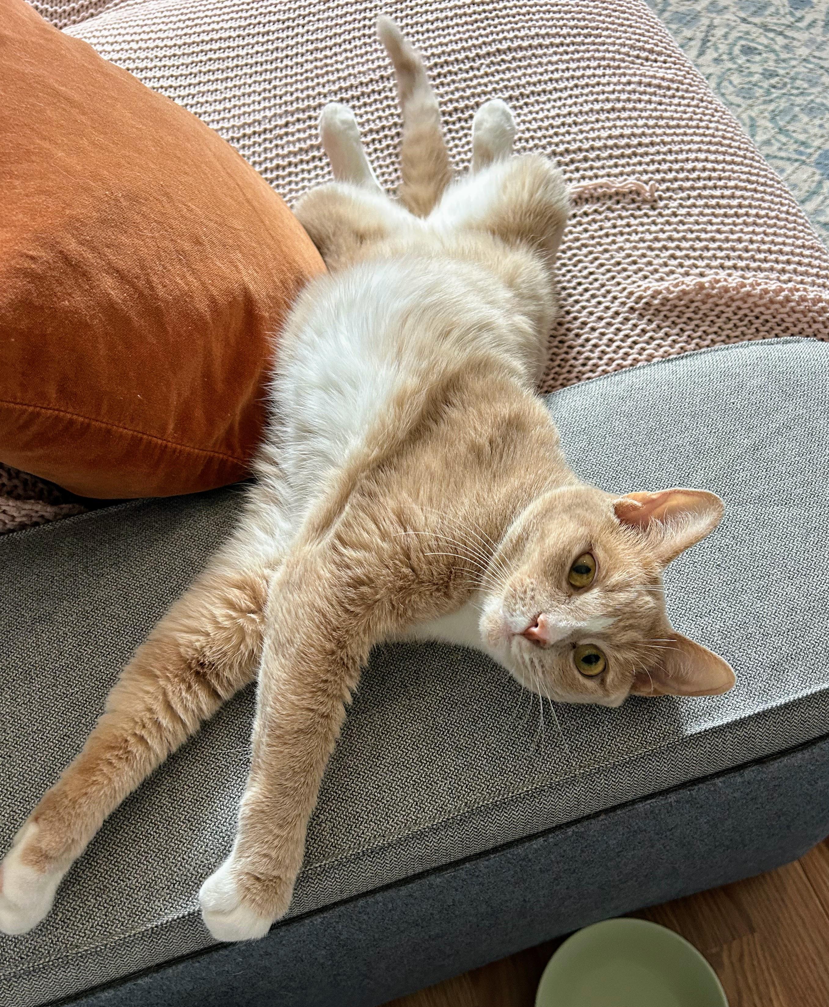 Casserole, a Adoptable Domestic Short Hair in Brooklyn, NY image 1/3