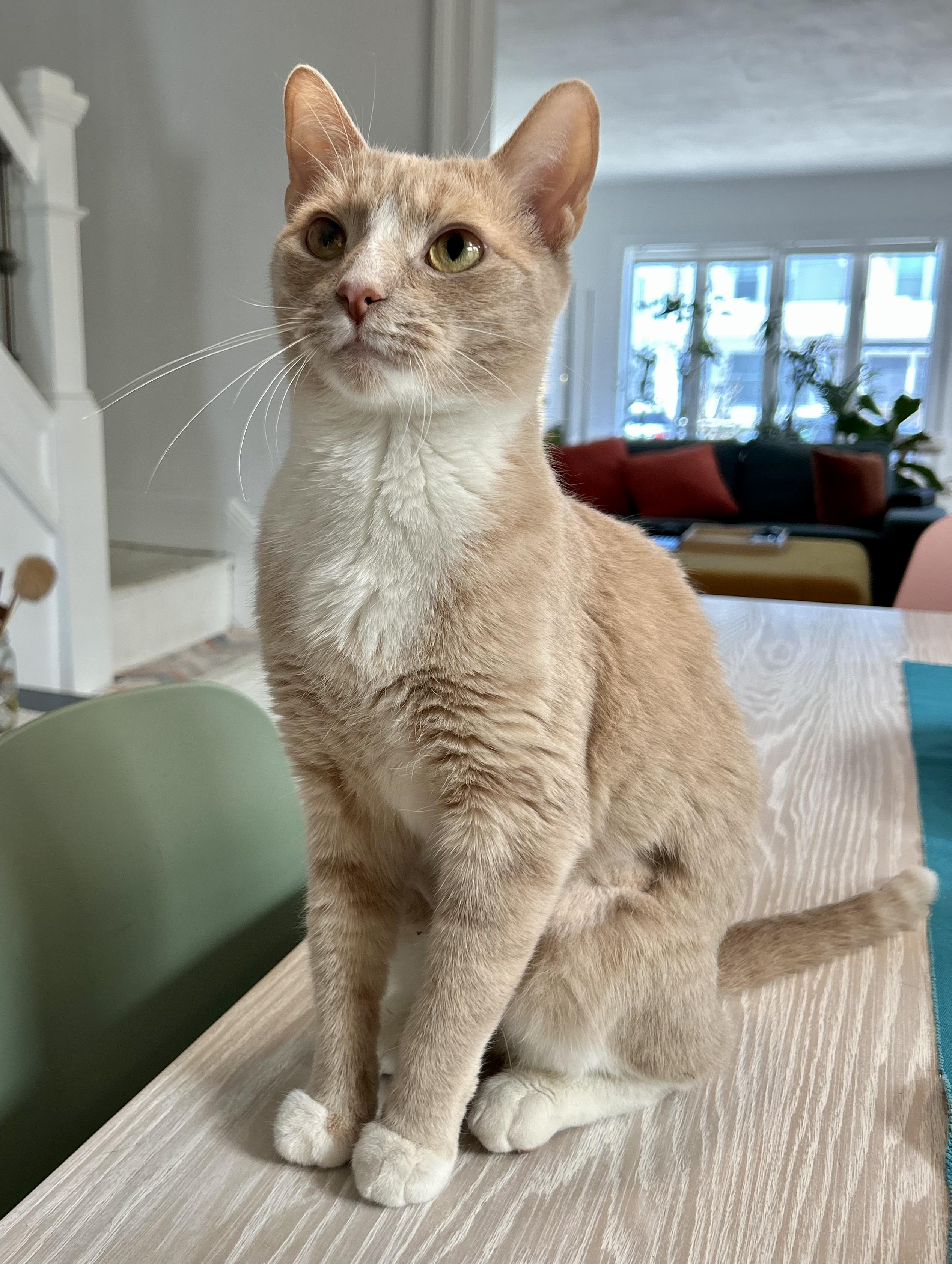 Casserole, a Adoptable Domestic Short Hair in Brooklyn, NY image 2/3