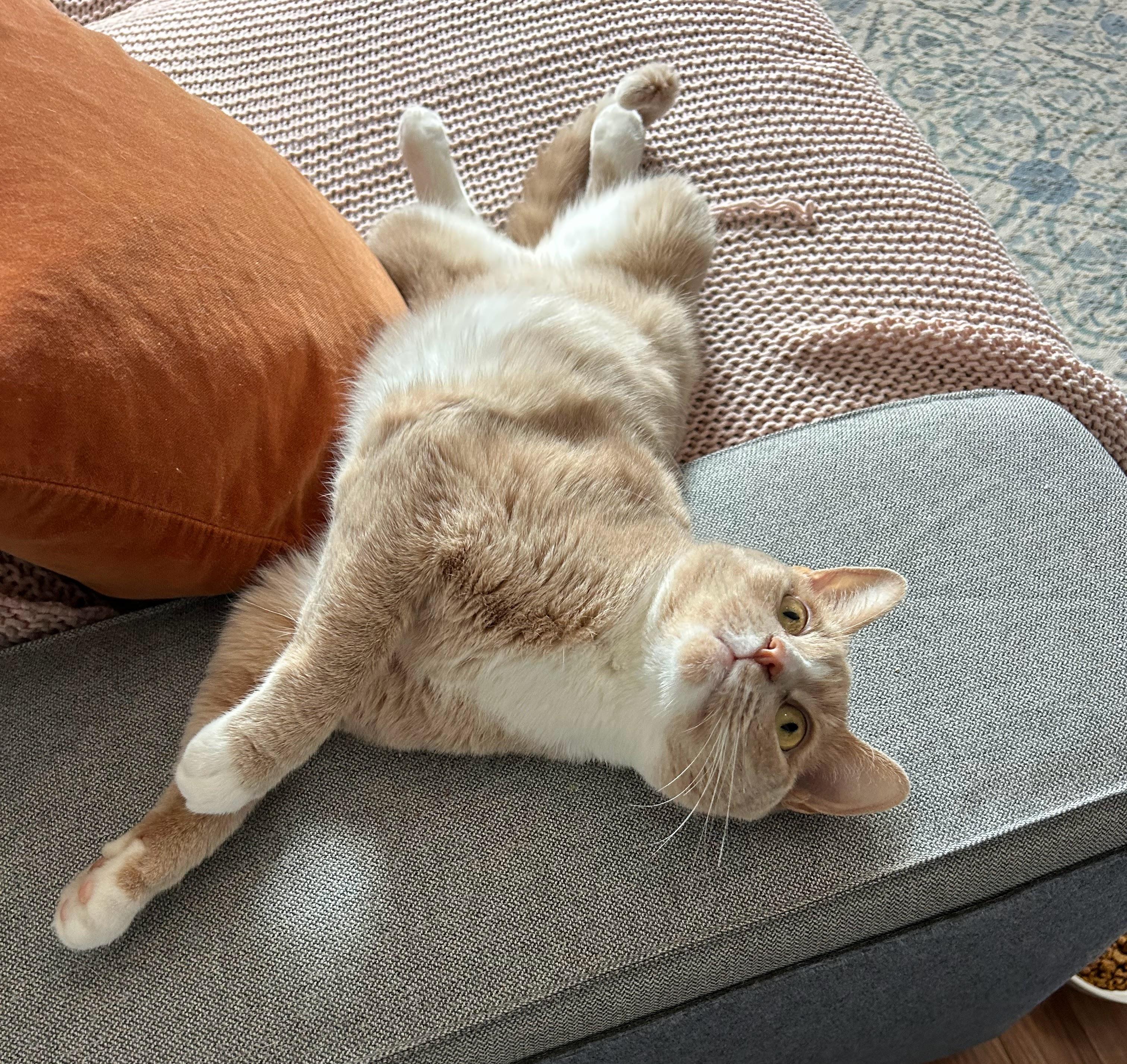 Casserole, a Adoptable Domestic Short Hair in Brooklyn, NY image 3/3