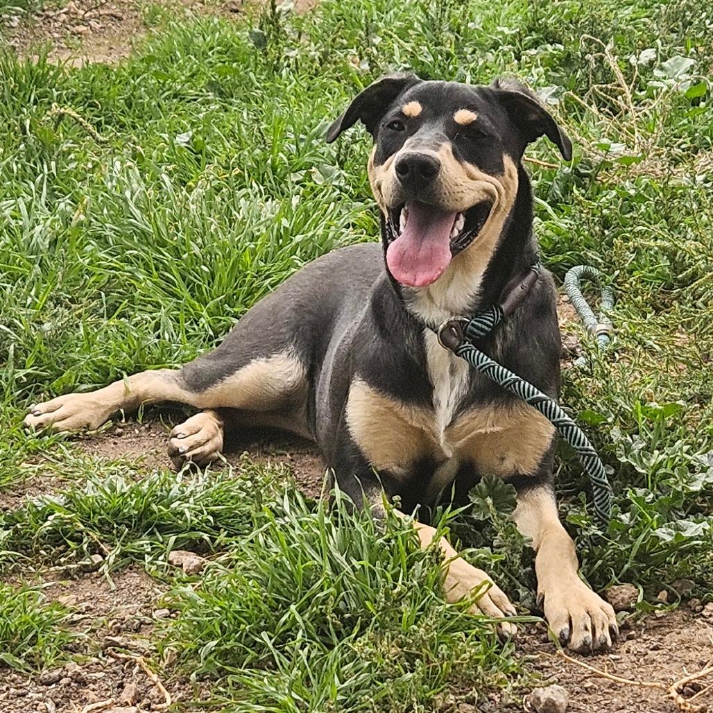 Mo, Adoptable, Young Female Shepherd & Mixed Breed.