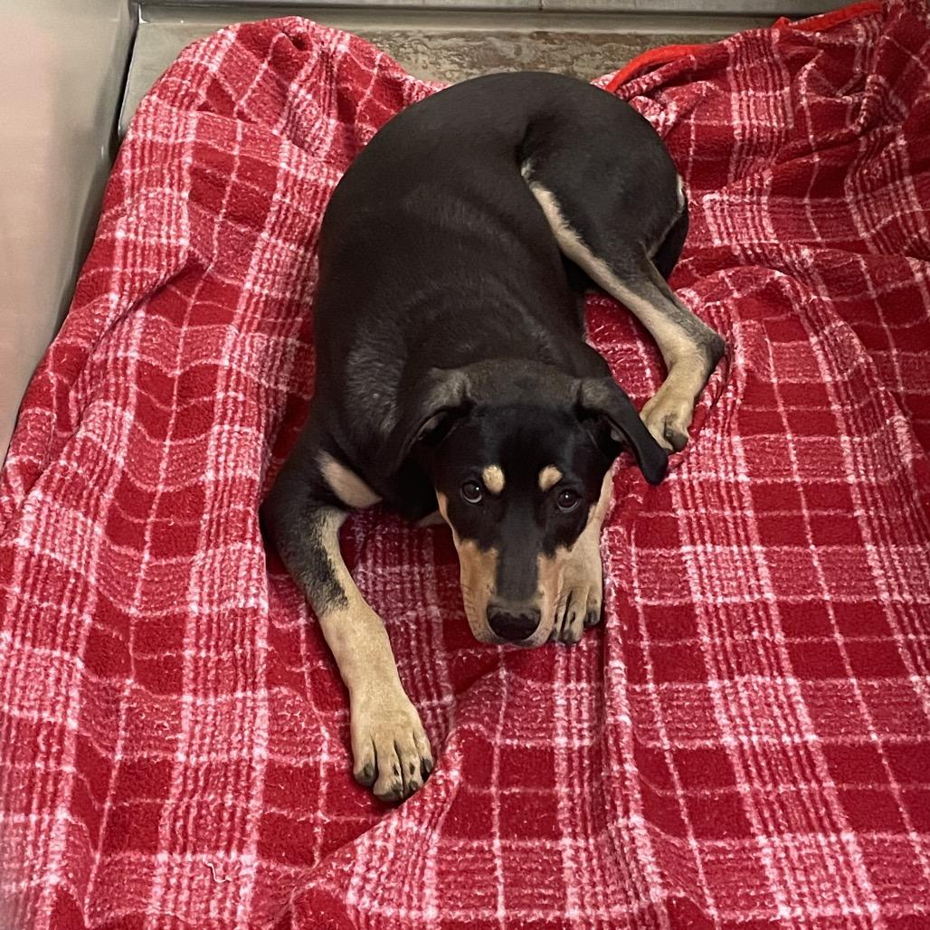 Enlarge Mo, a Adoptable mixed breed in Flagstaff, AZ image 2/4