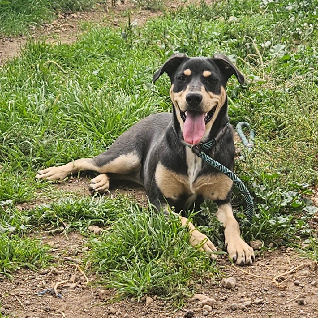 Enlarge Mo, a Adoptable mixed breed in Flagstaff, AZ image 3/4