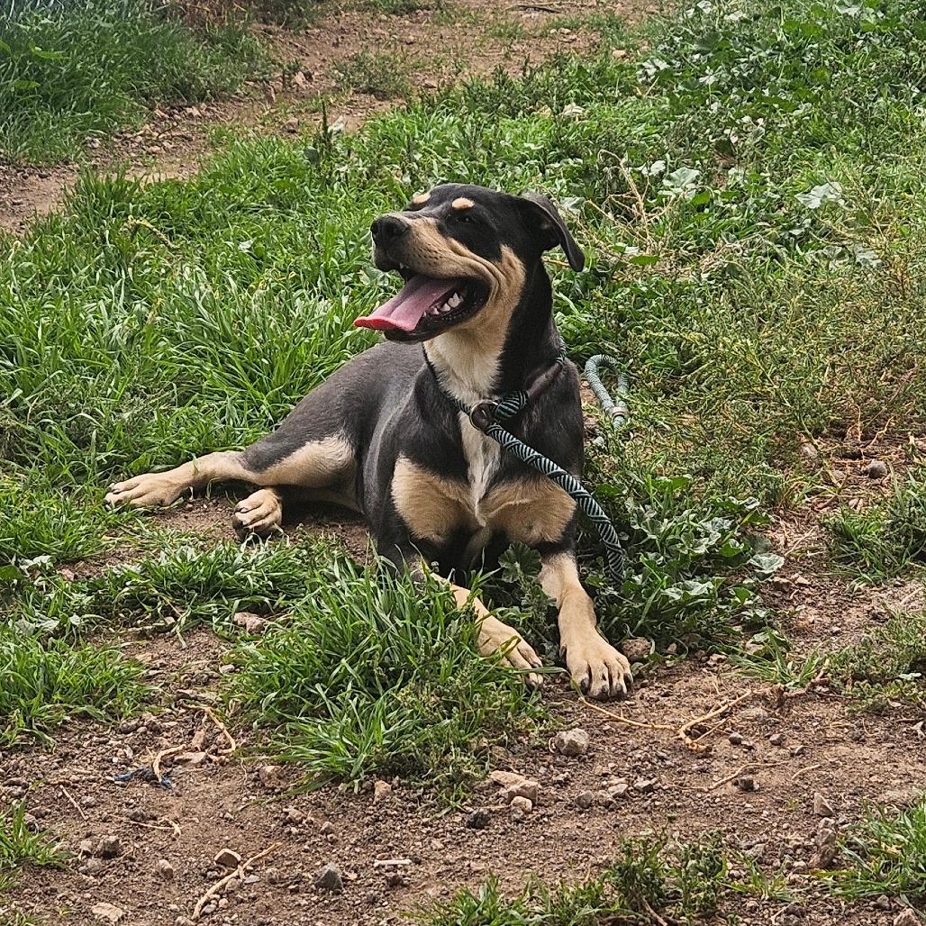 Enlarge Mo, a Adoptable mixed breed in Flagstaff, AZ image 4/4