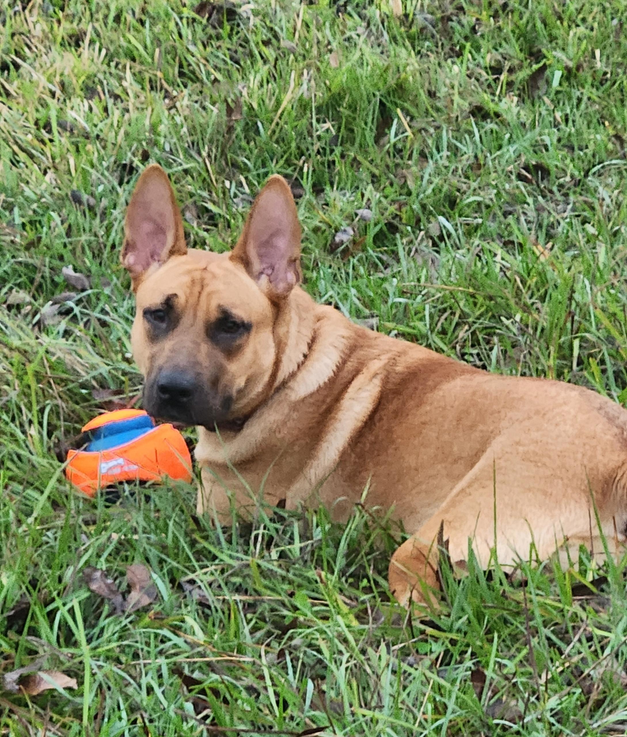Enlarge KAI breeze oceana, a Adoptable mixed breed in Salem, OR image 2/6