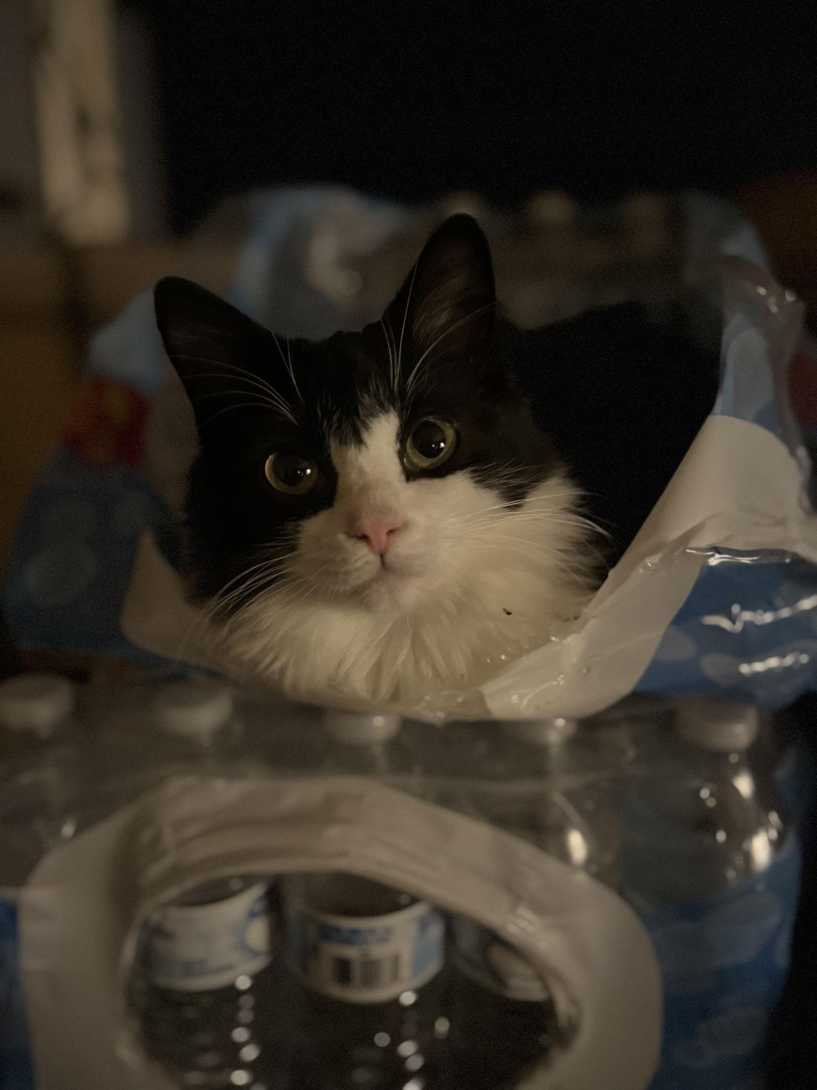 Gemma, Adopted, Young Female Domestic Medium Hair.