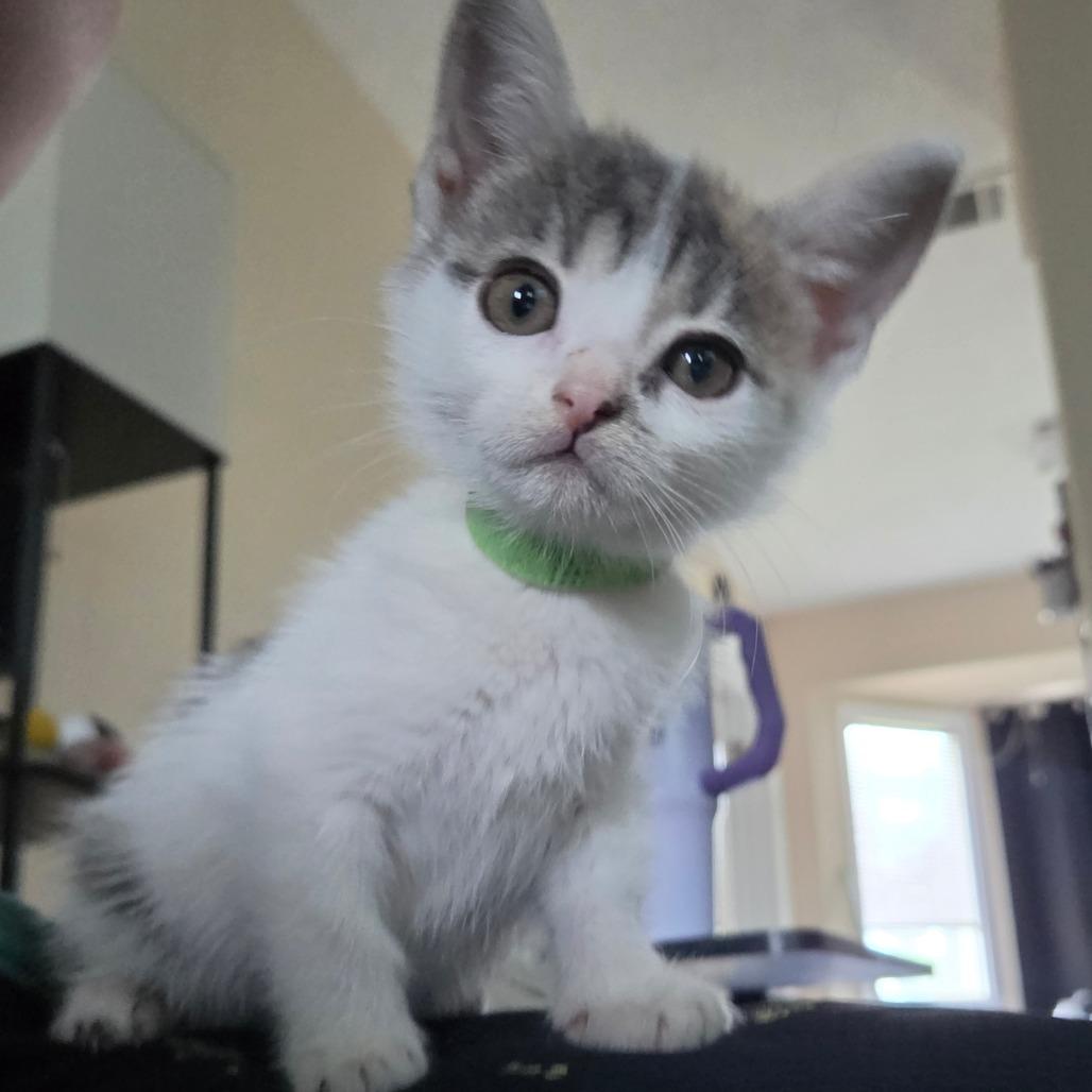 Enlarge White Iverson - DR, a Adoptable Domestic Short Hair in Tallahassee, FL image 1/6