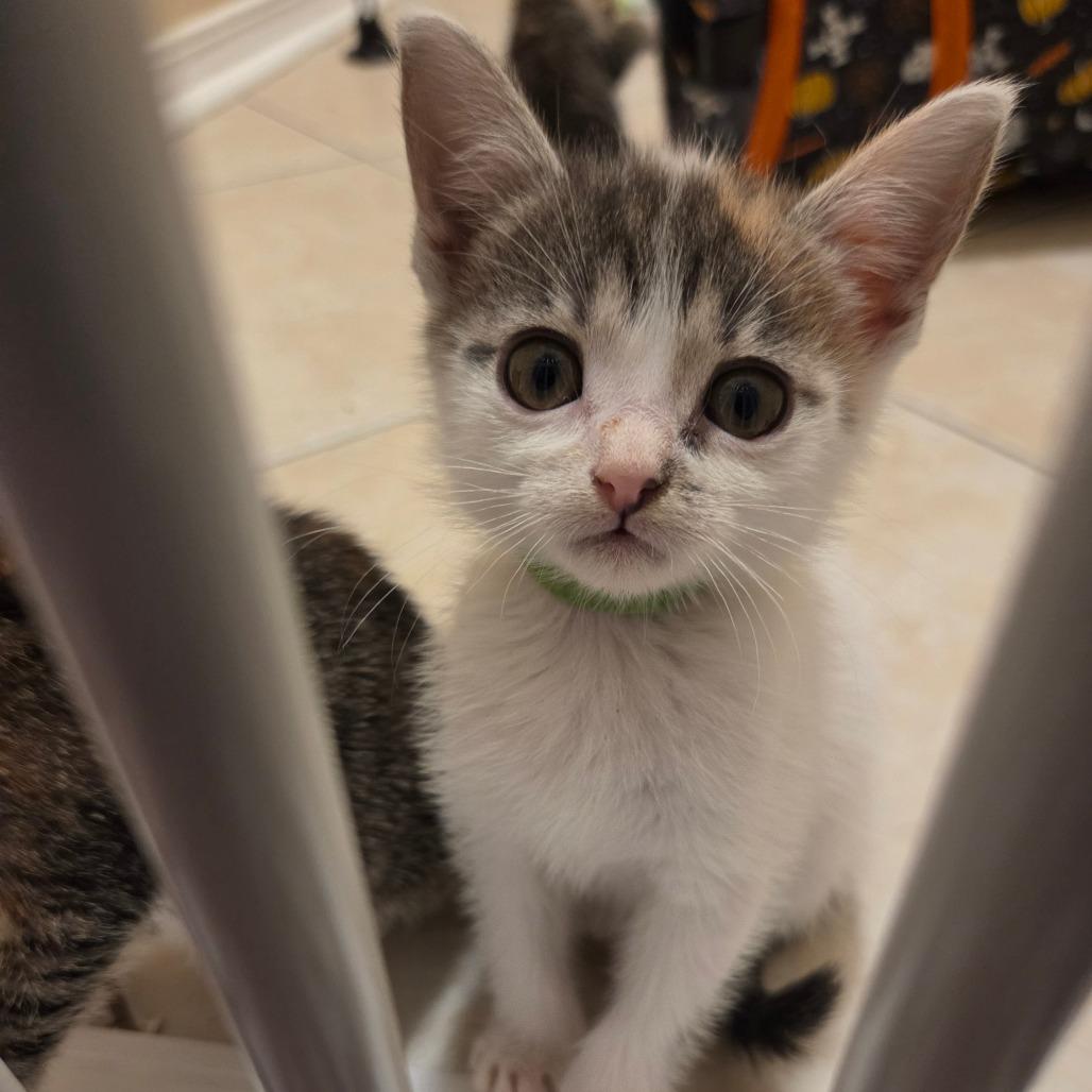 Enlarge White Iverson - DR, a Adoptable Domestic Short Hair in Tallahassee, FL image 2/6
