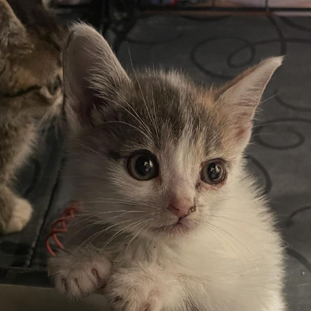 Enlarge White Iverson - DR, a Adoptable Domestic Short Hair in Tallahassee, FL image 3/6