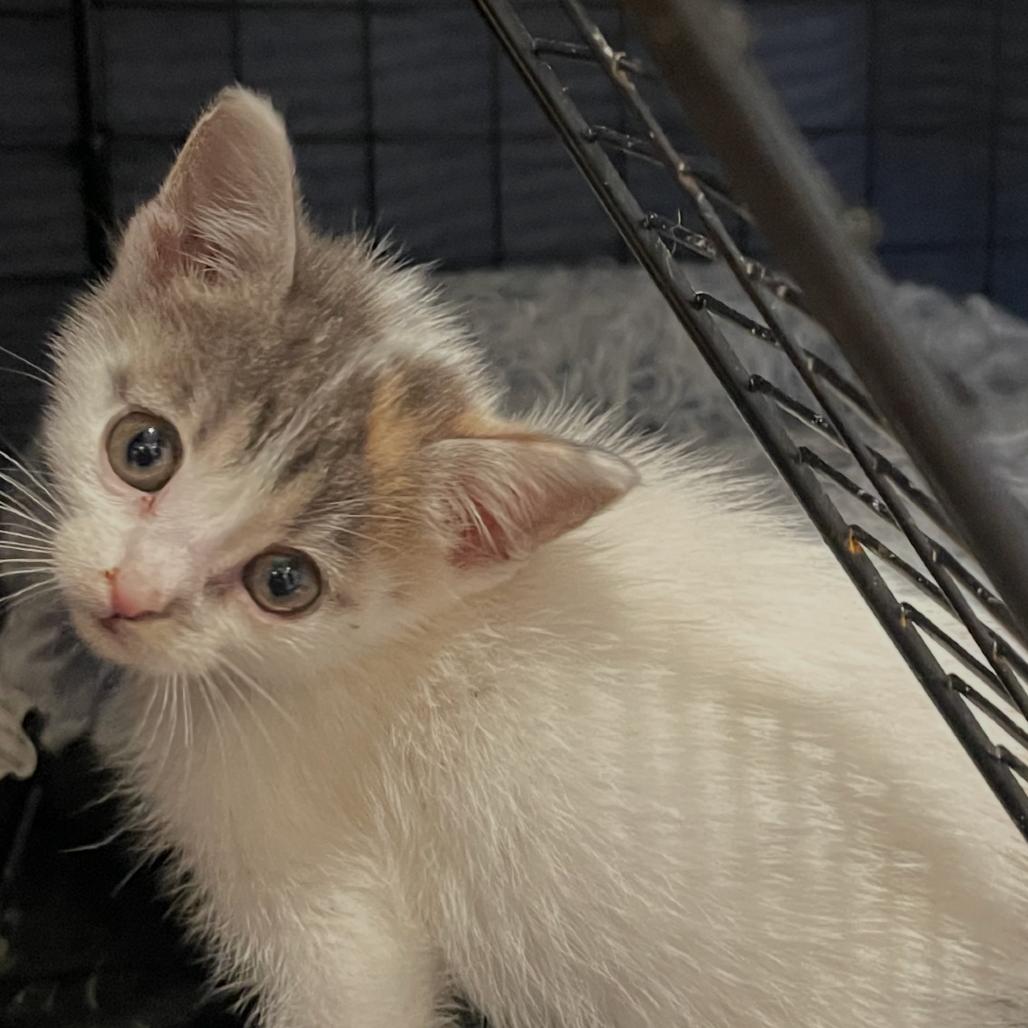 Enlarge White Iverson - DR, a Adoptable Domestic Short Hair in Tallahassee, FL image 4/6