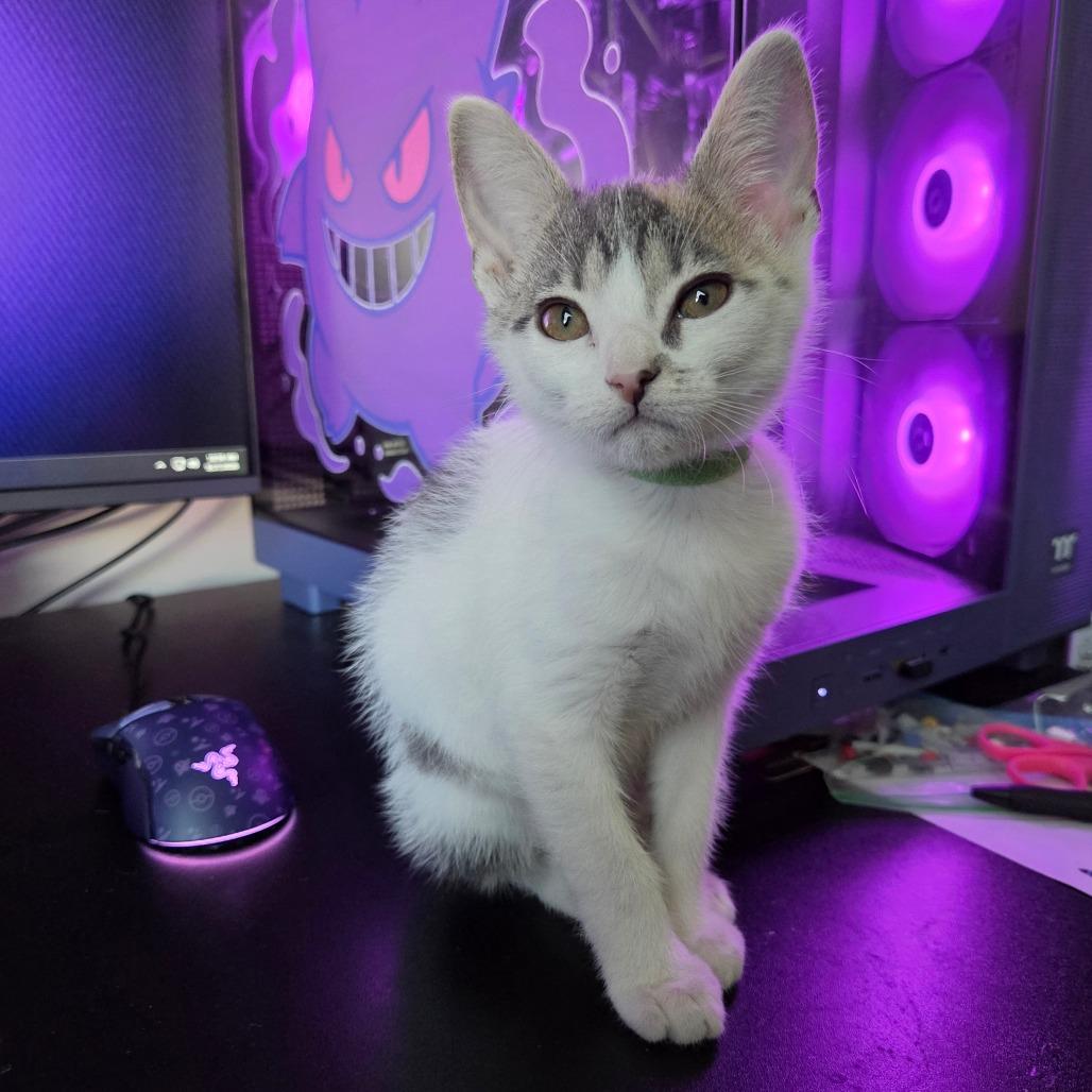 Enlarge White Iverson - DR, a Adoptable Domestic Short Hair in Tallahassee, FL image 5/6