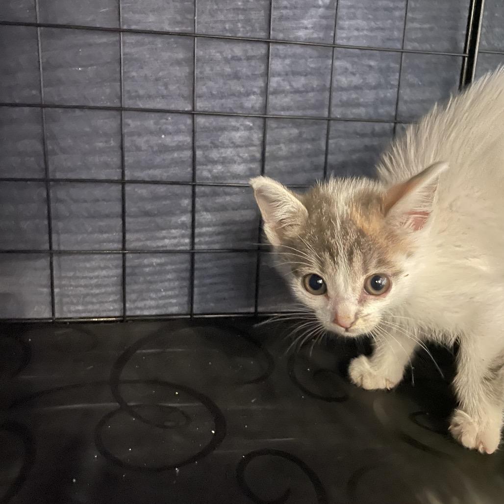 Enlarge White Iverson - DR, a Adoptable Domestic Short Hair in Tallahassee, FL image 6/6
