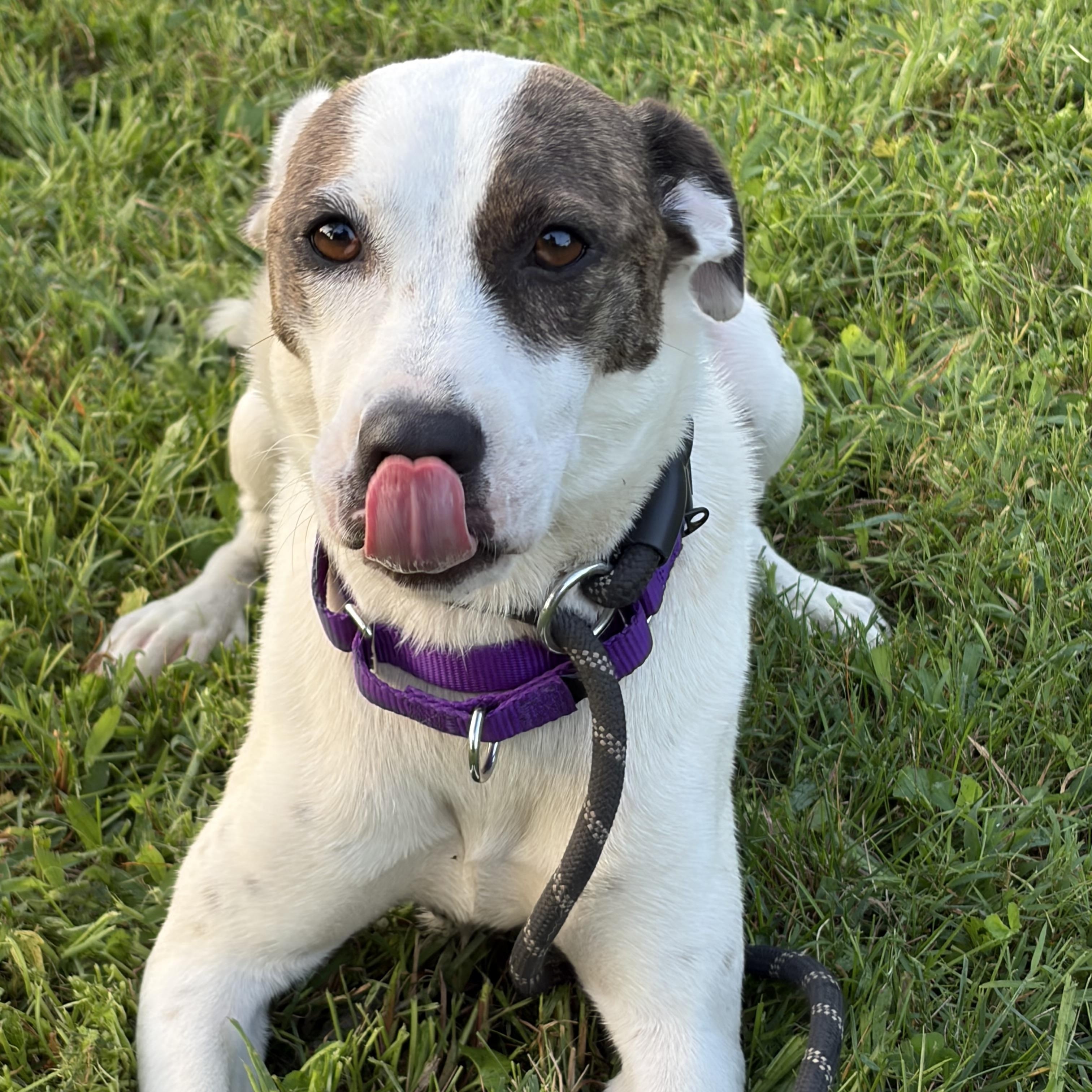 Enlarge Dana, a Adopted mixed breed in West Grove, PA image 2/3
