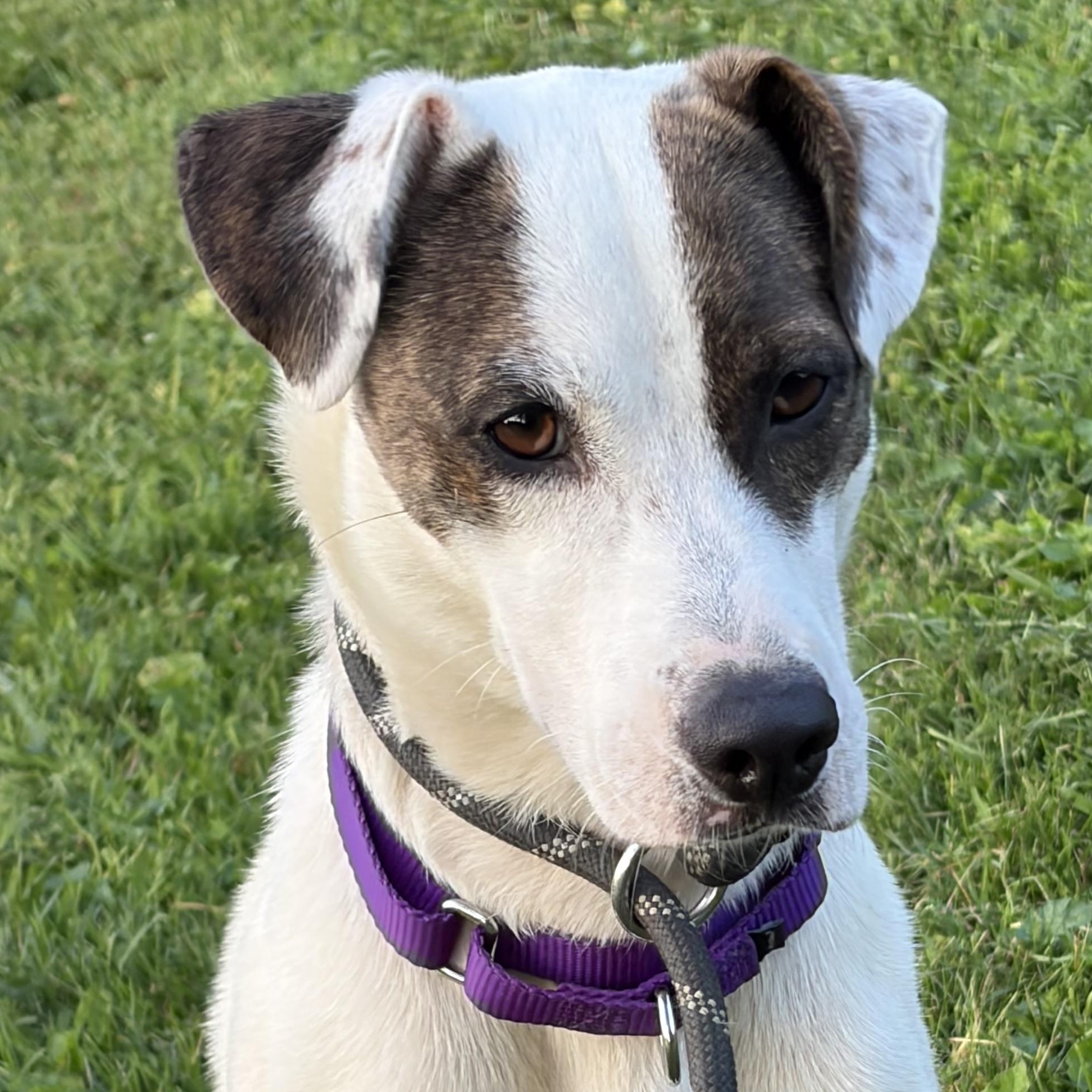 Enlarge Dana, a Adopted mixed breed in West Grove, PA image 1/3