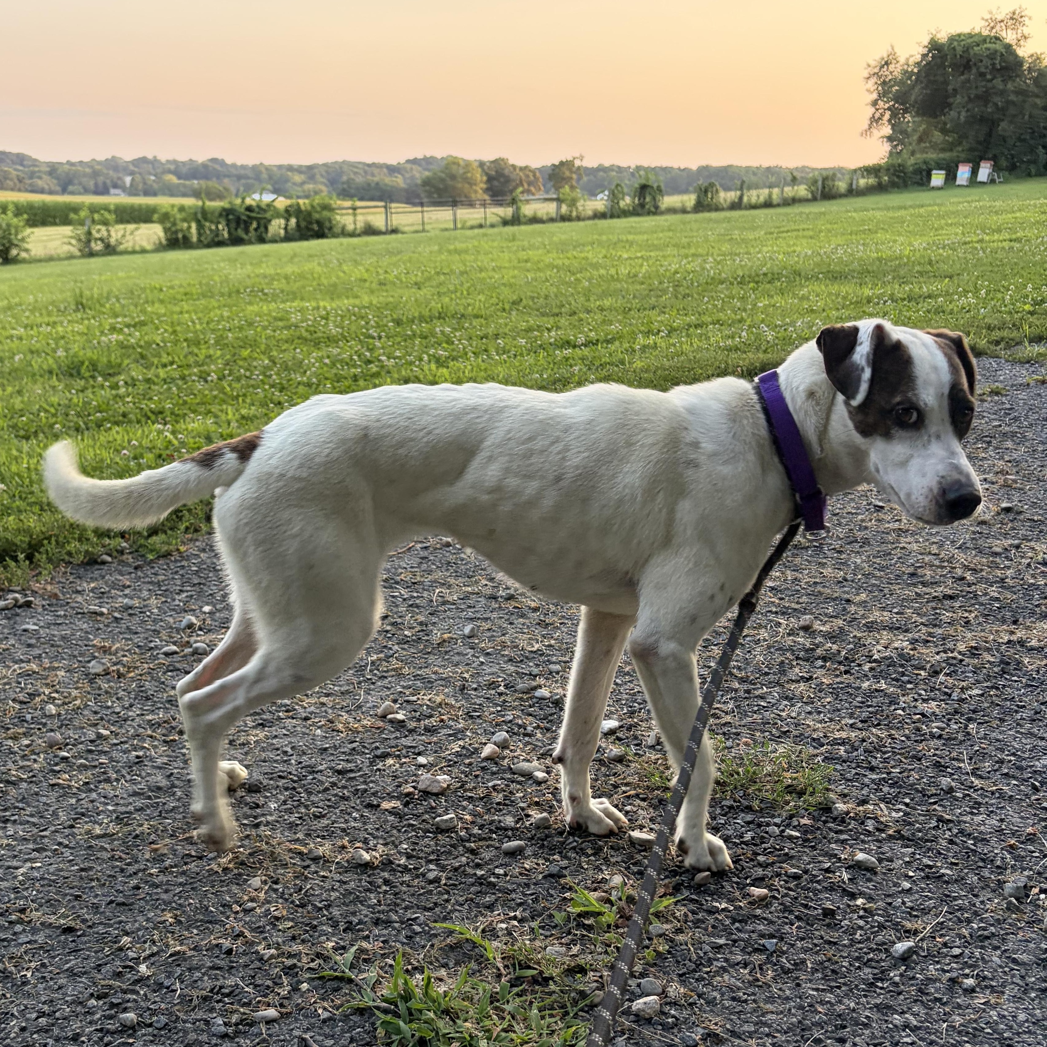 Enlarge Dana, a Adopted mixed breed in West Grove, PA image 3/3