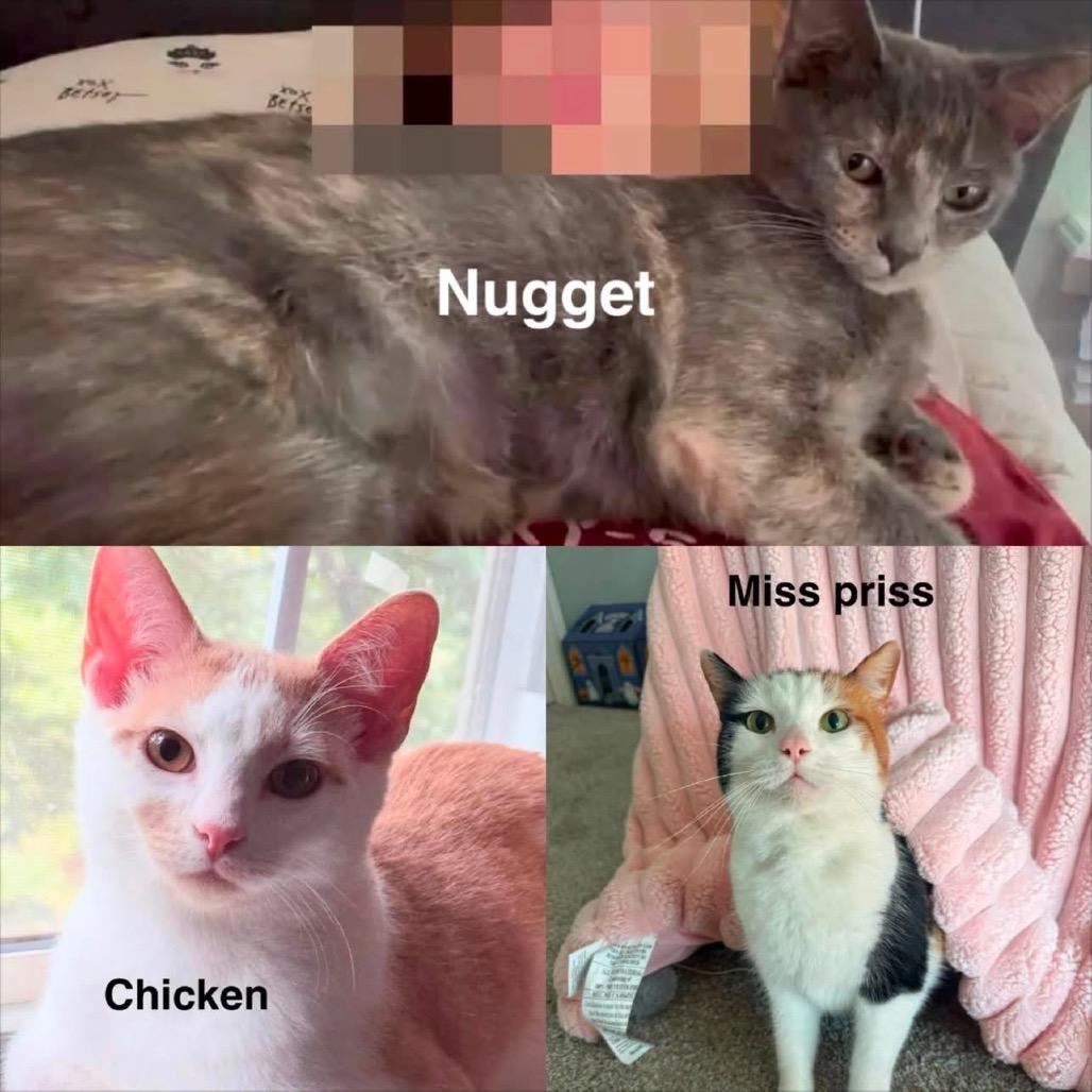 Chicken, Adoptable, Kitten Female American Shorthair.