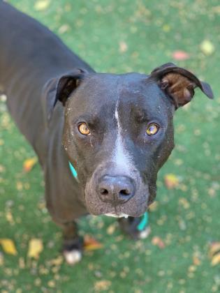 Pepe, a Adoptable mixed breed image 4/5