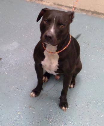 Pepe, a Adoptable mixed breed image 5/5