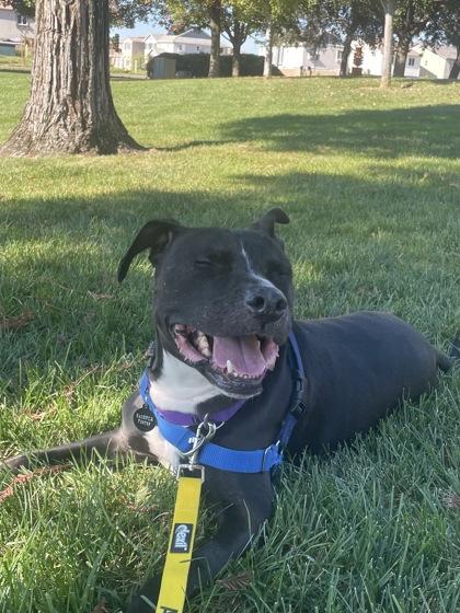 Pepe, a Adoptable mixed breed image 2/5