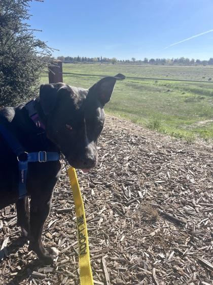 Pepe, a Adoptable mixed breed image 3/5