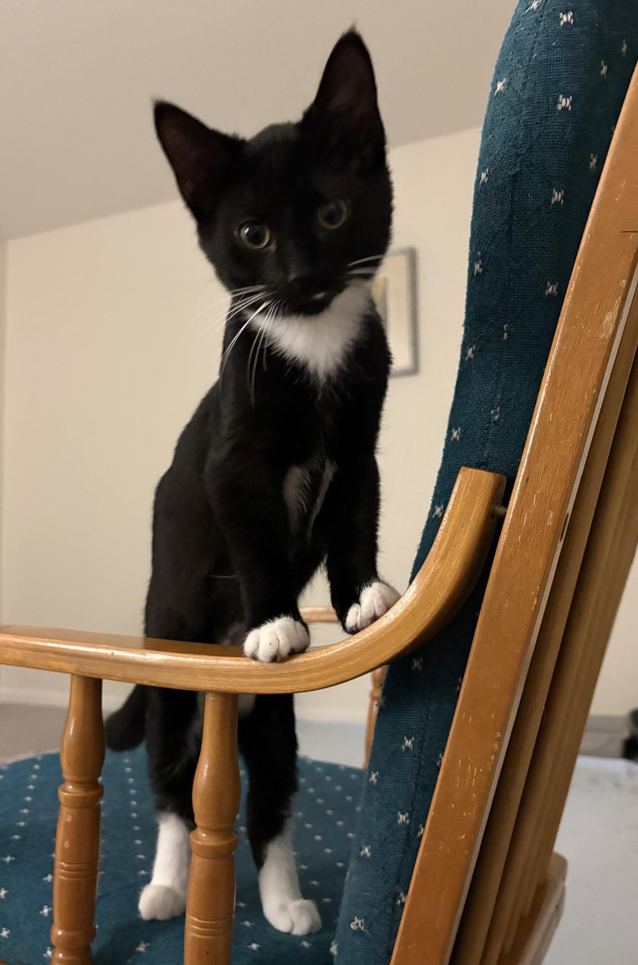 Enlarge Dash, a Adoptable Domestic Short Hair in Indianapolis, IN image 2/6