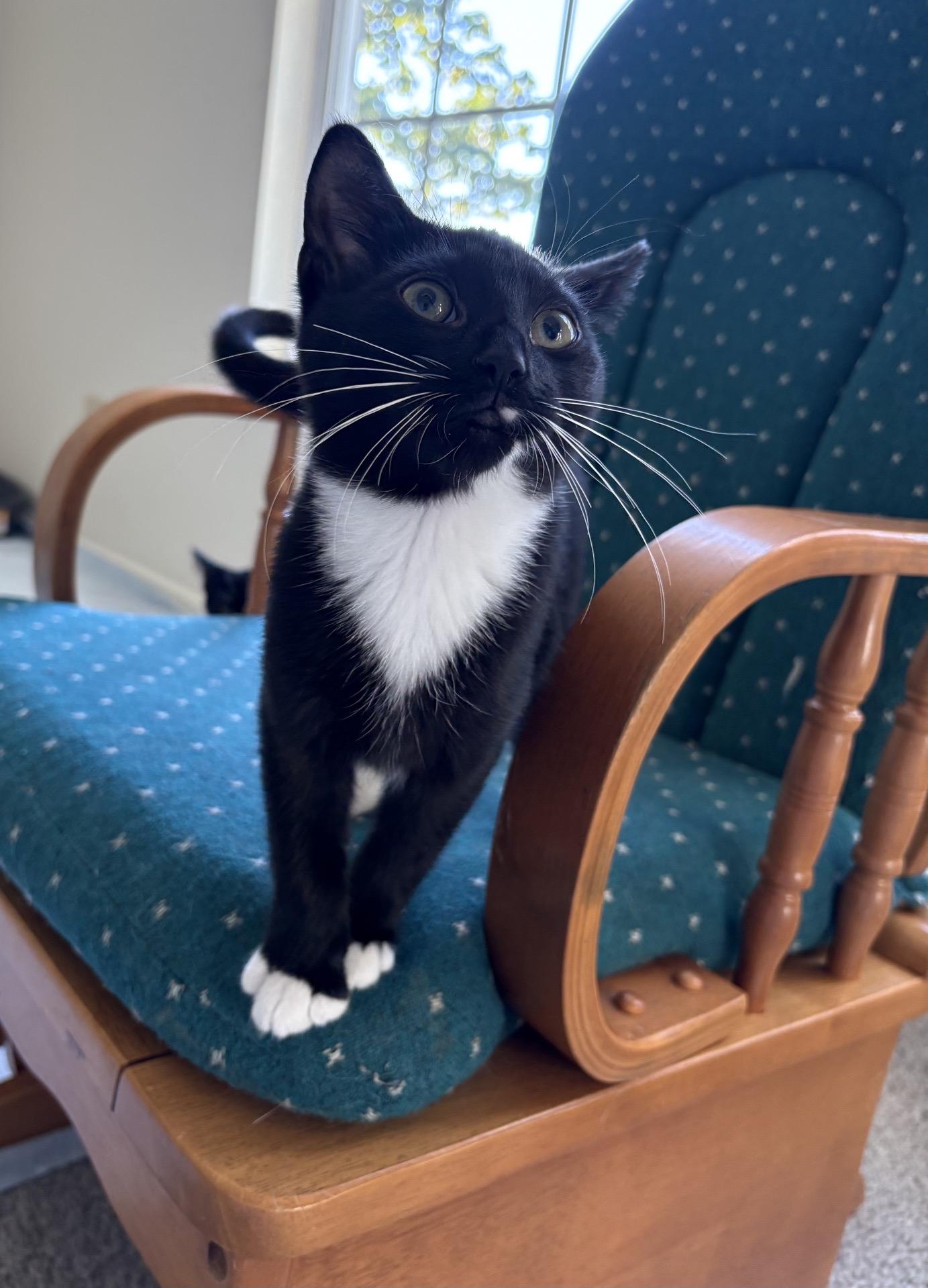Enlarge Dash, a Adoptable Domestic Short Hair in Indianapolis, IN image 6/6