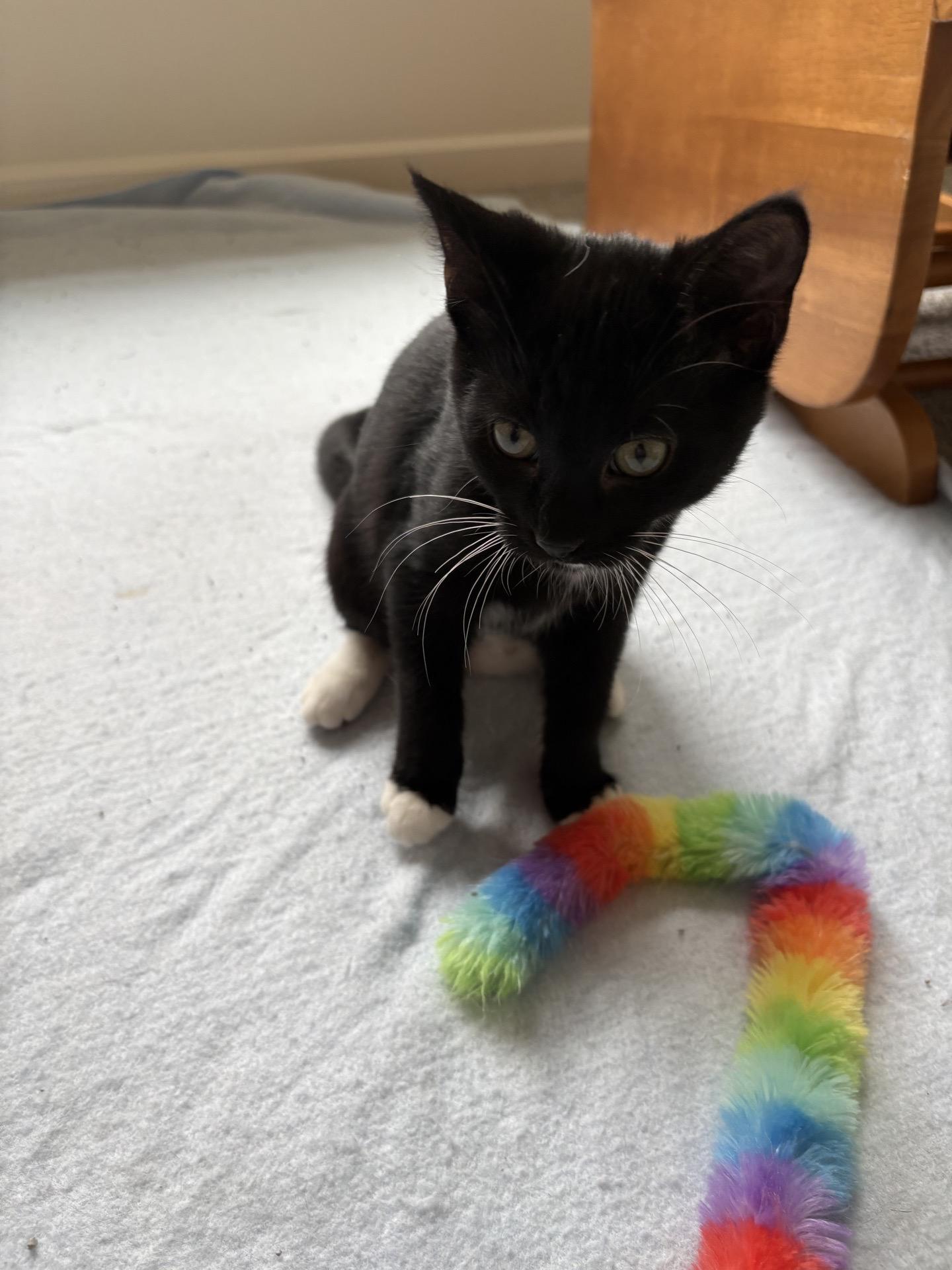 Enlarge Dash, a Adoptable Domestic Short Hair in Indianapolis, IN image 4/6