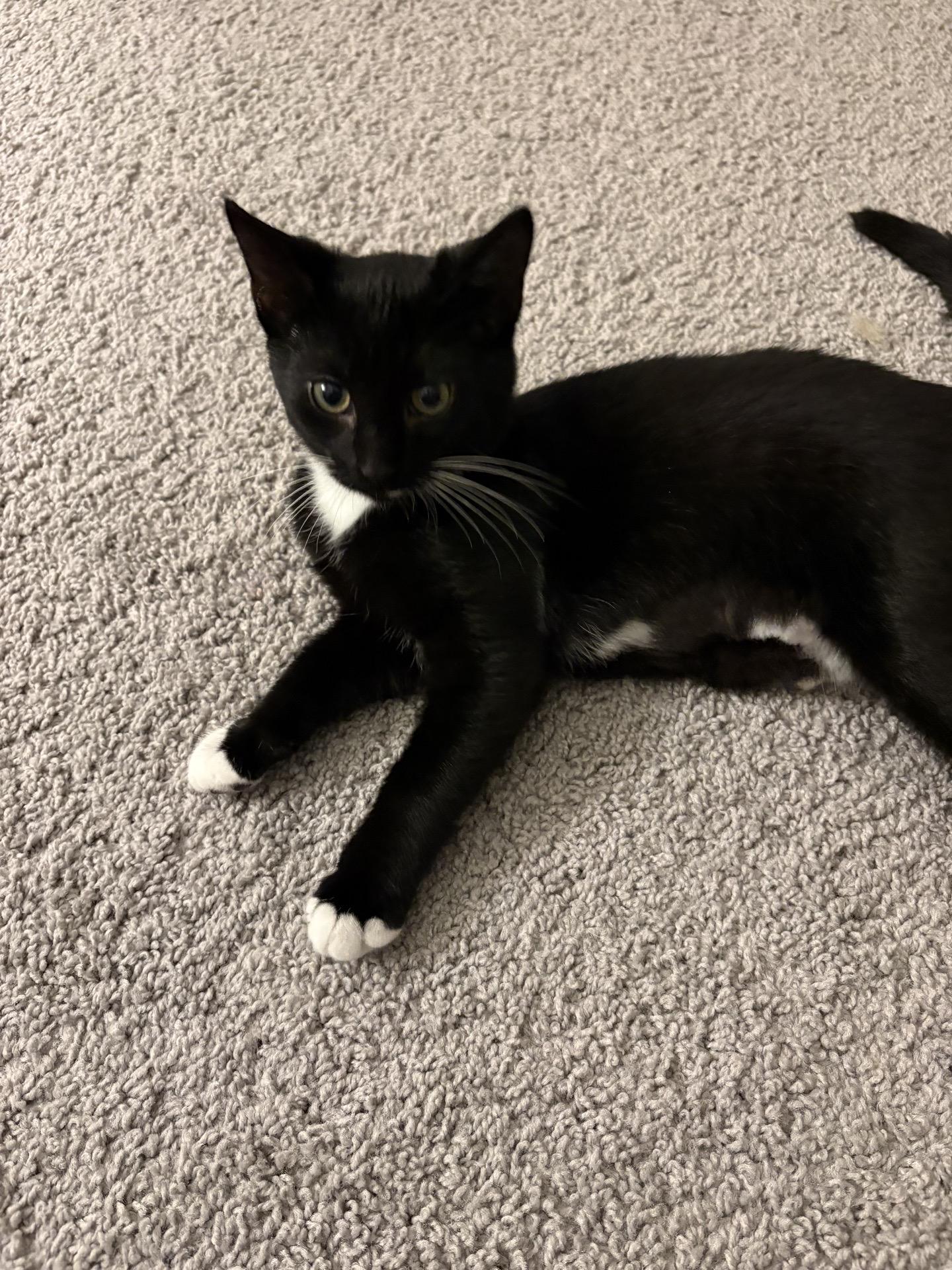 Enlarge Dash, a Adoptable Domestic Short Hair in Indianapolis, IN image 1/6