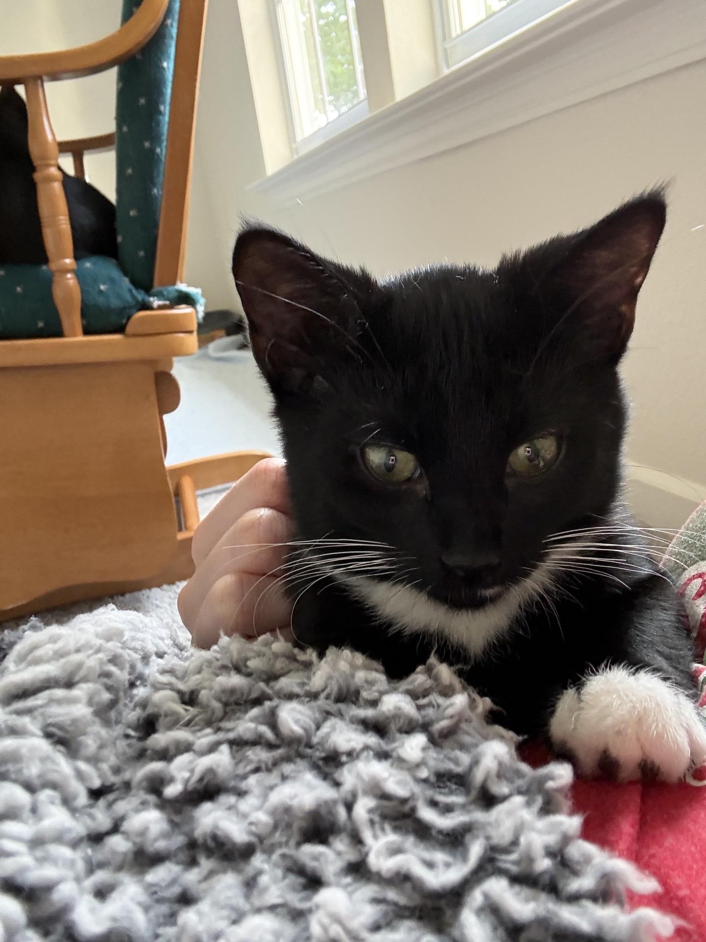 Enlarge Dash, a Adoptable Domestic Short Hair in Indianapolis, IN image 5/6