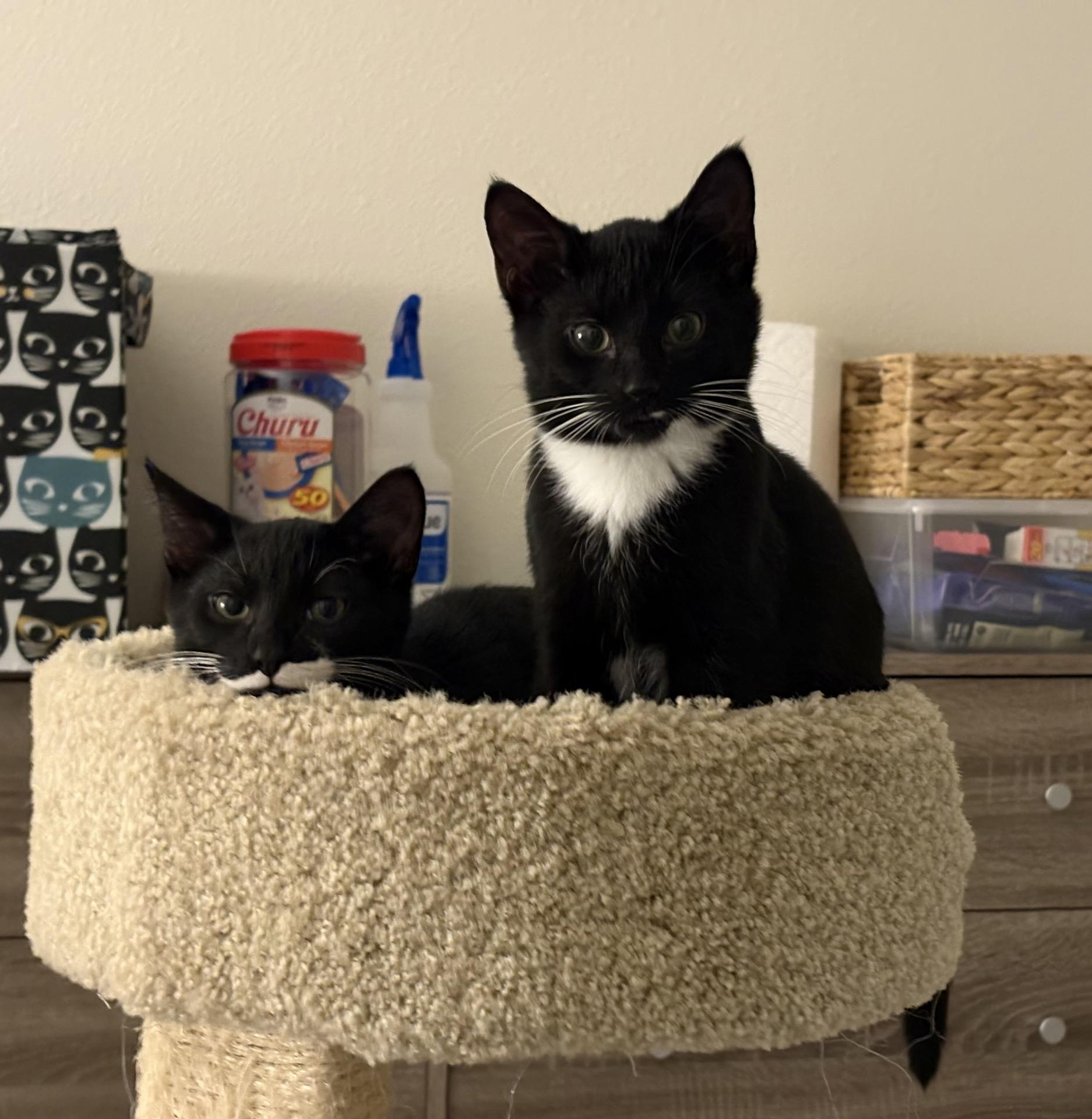 Enlarge Dash, a Adoptable Domestic Short Hair in Indianapolis, IN image 3/6