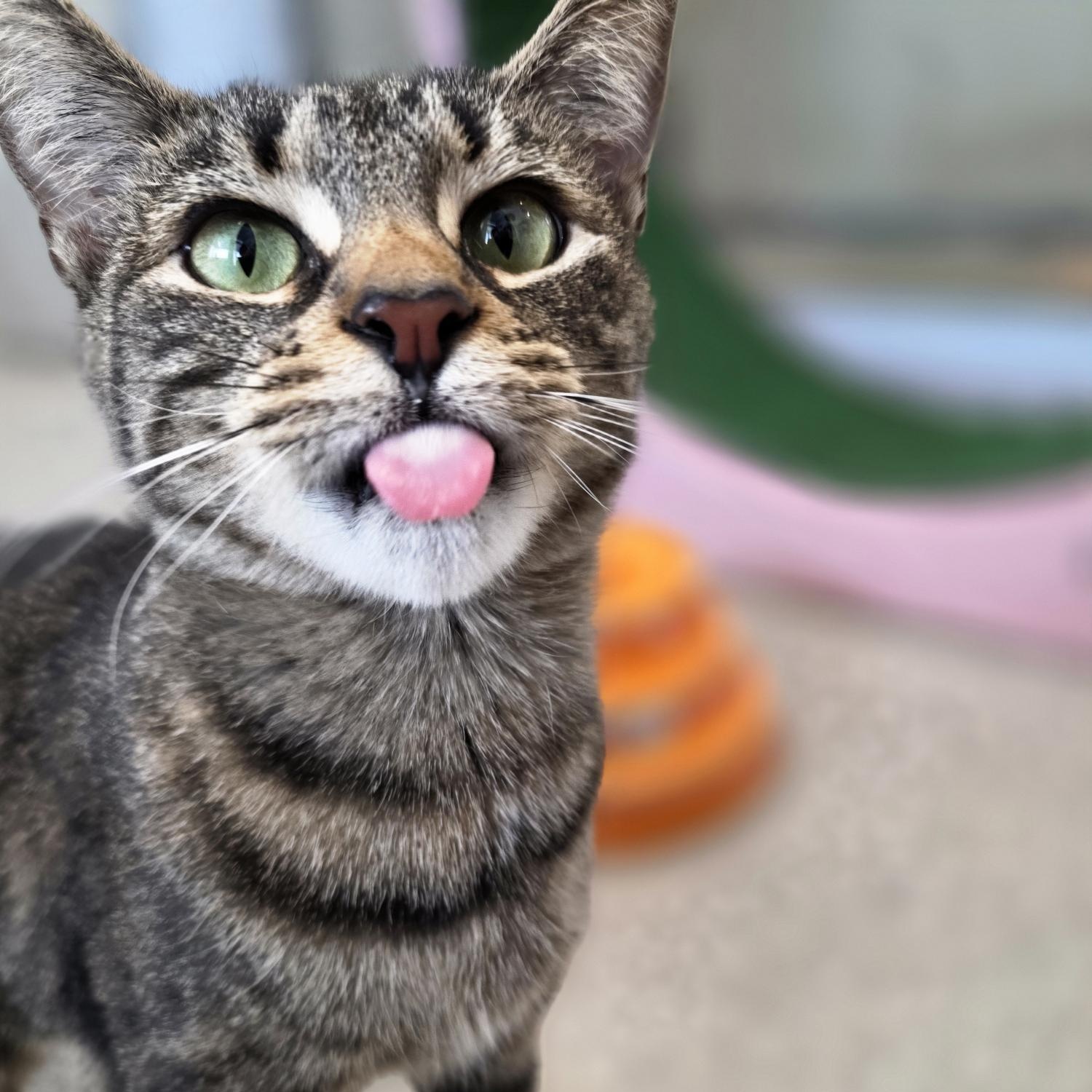 Princess, ADOPTABLE, Adult Female Domestic Short Hair.