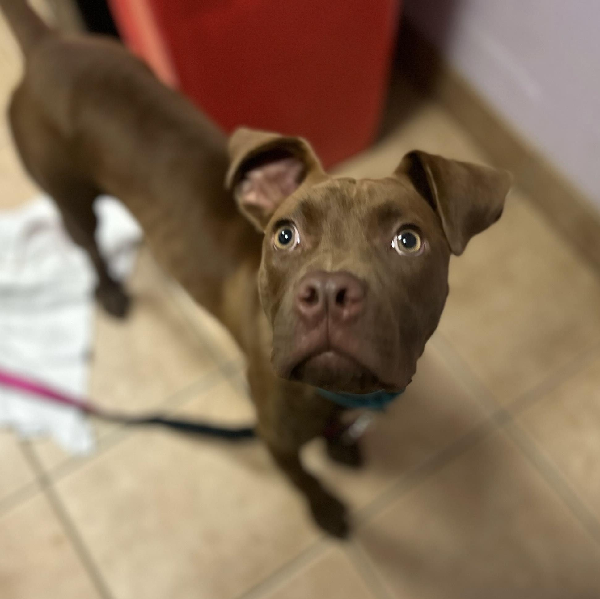 Sienna, Young Female Terrier