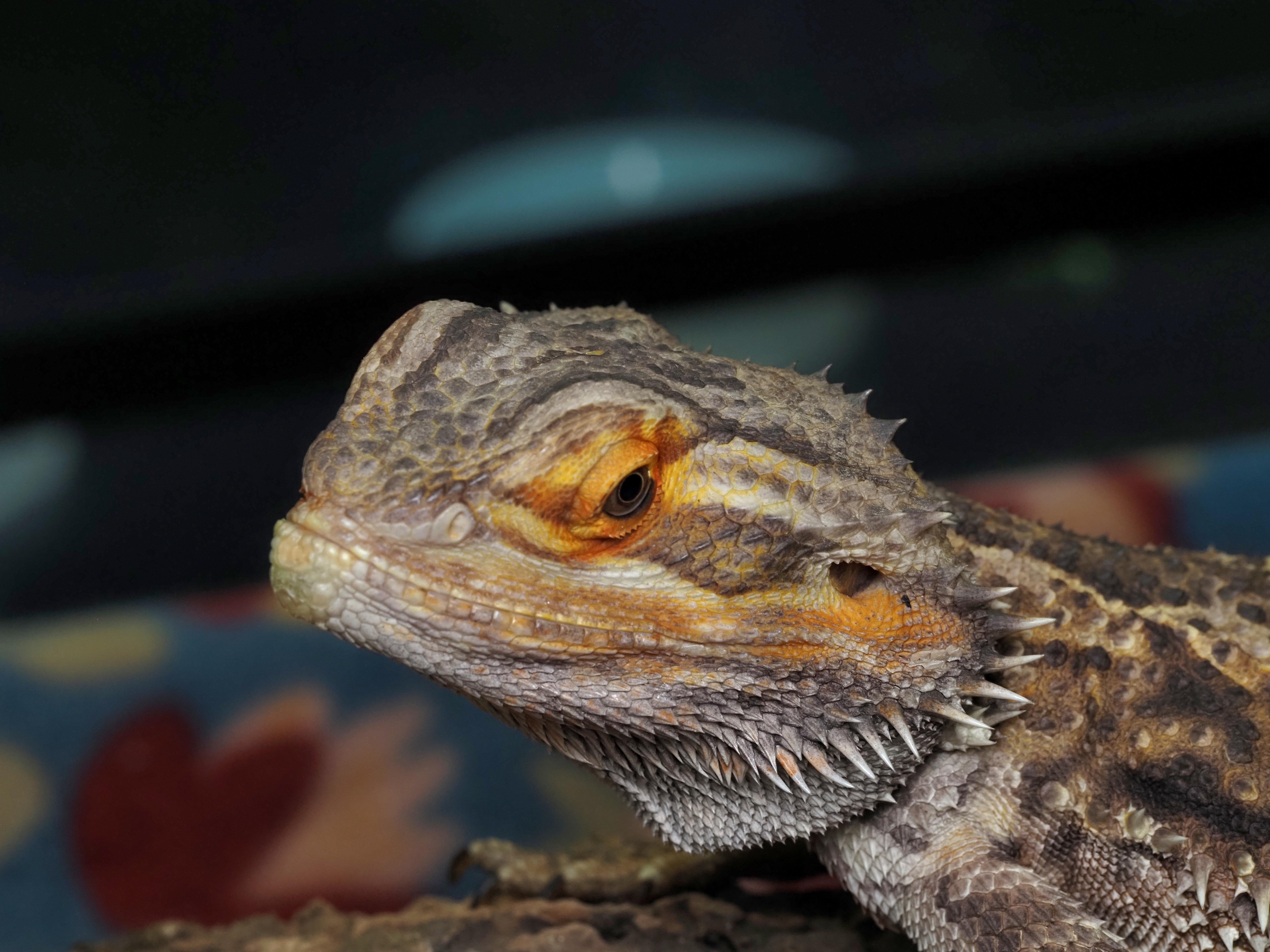 Twiggy, ADOPTABLE, Adult Male Bearded Dragon.