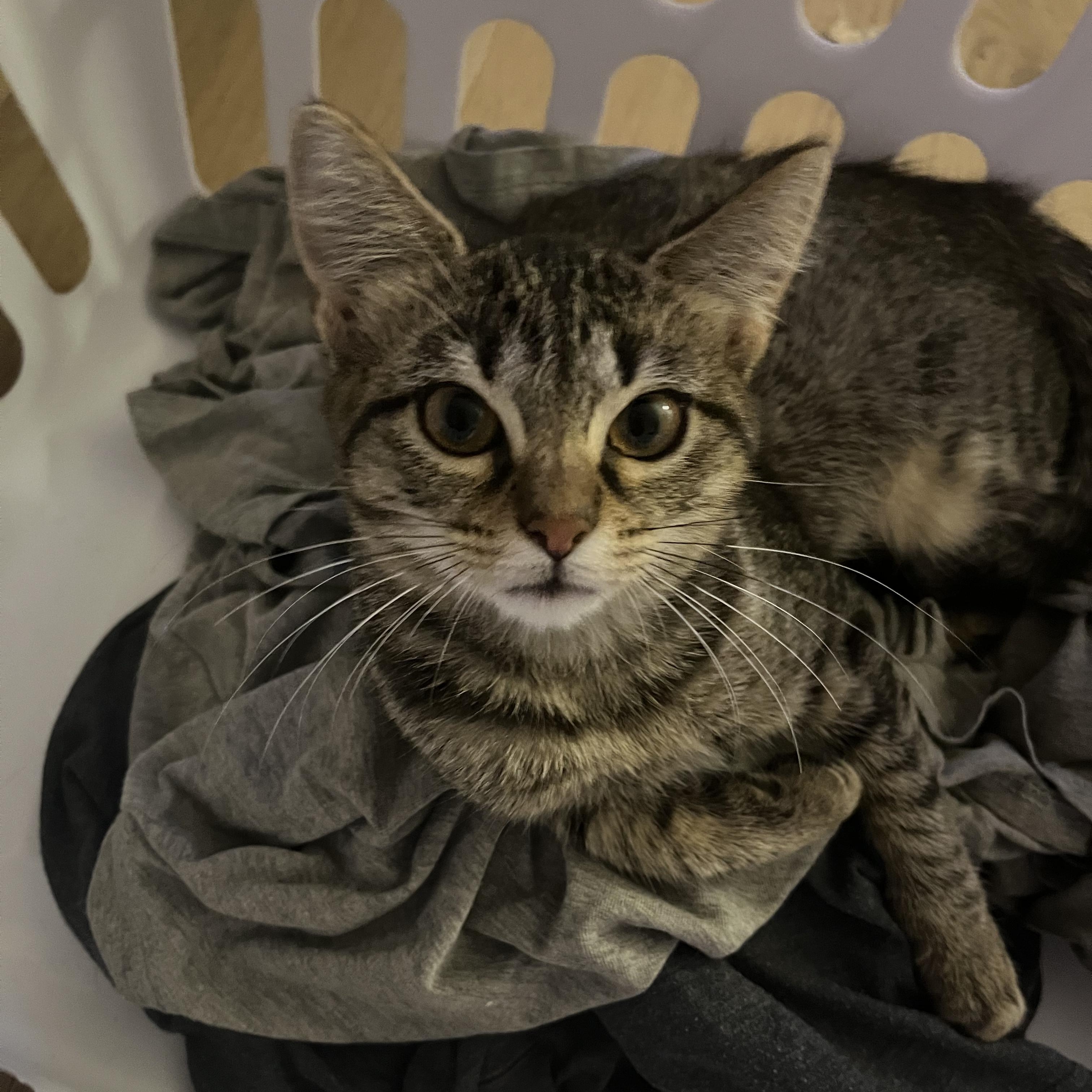 Annie, a Adoptable Domestic Short Hair in Huntsville, AL image 3/4