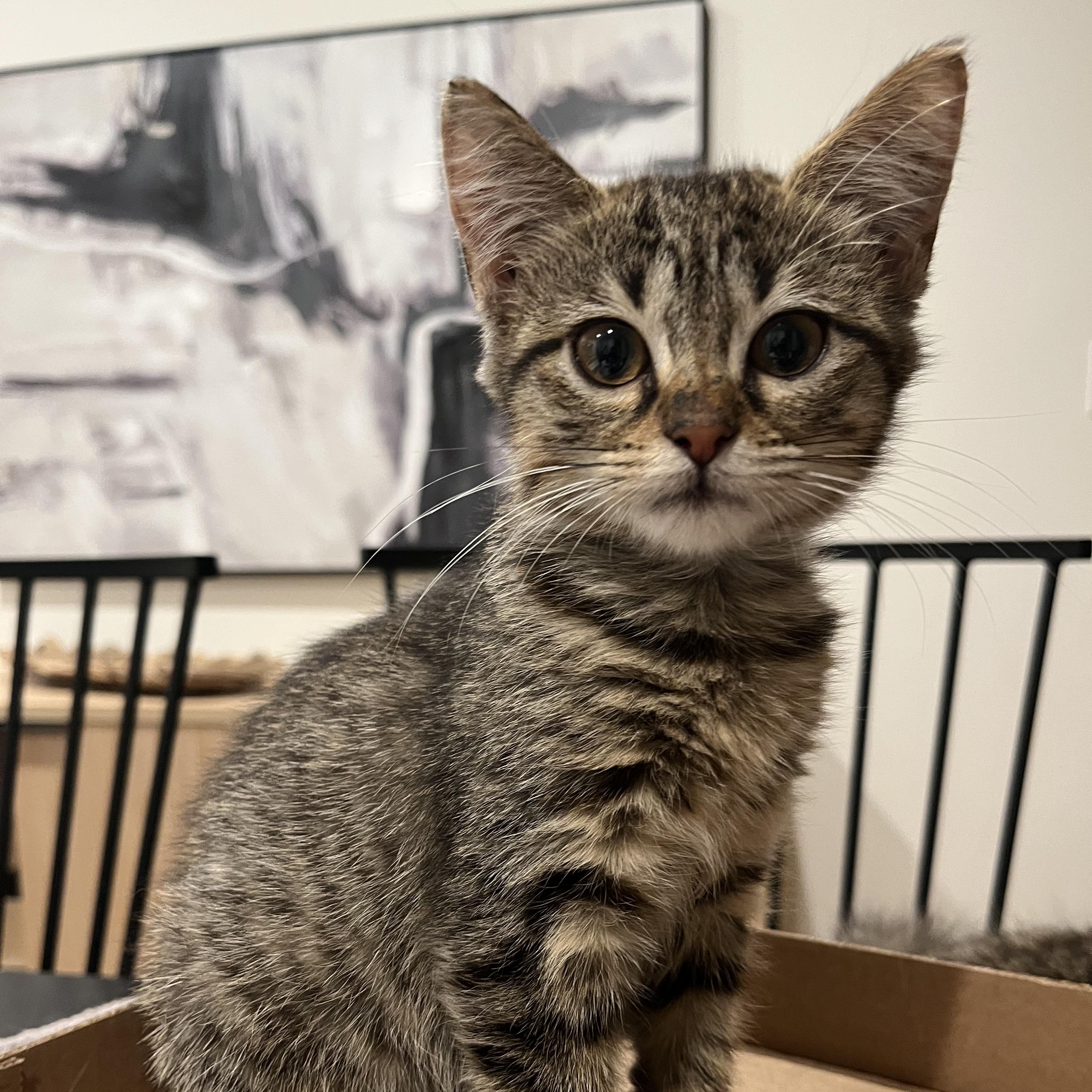 Annie, a Adoptable Domestic Short Hair in Huntsville, AL image 1/4