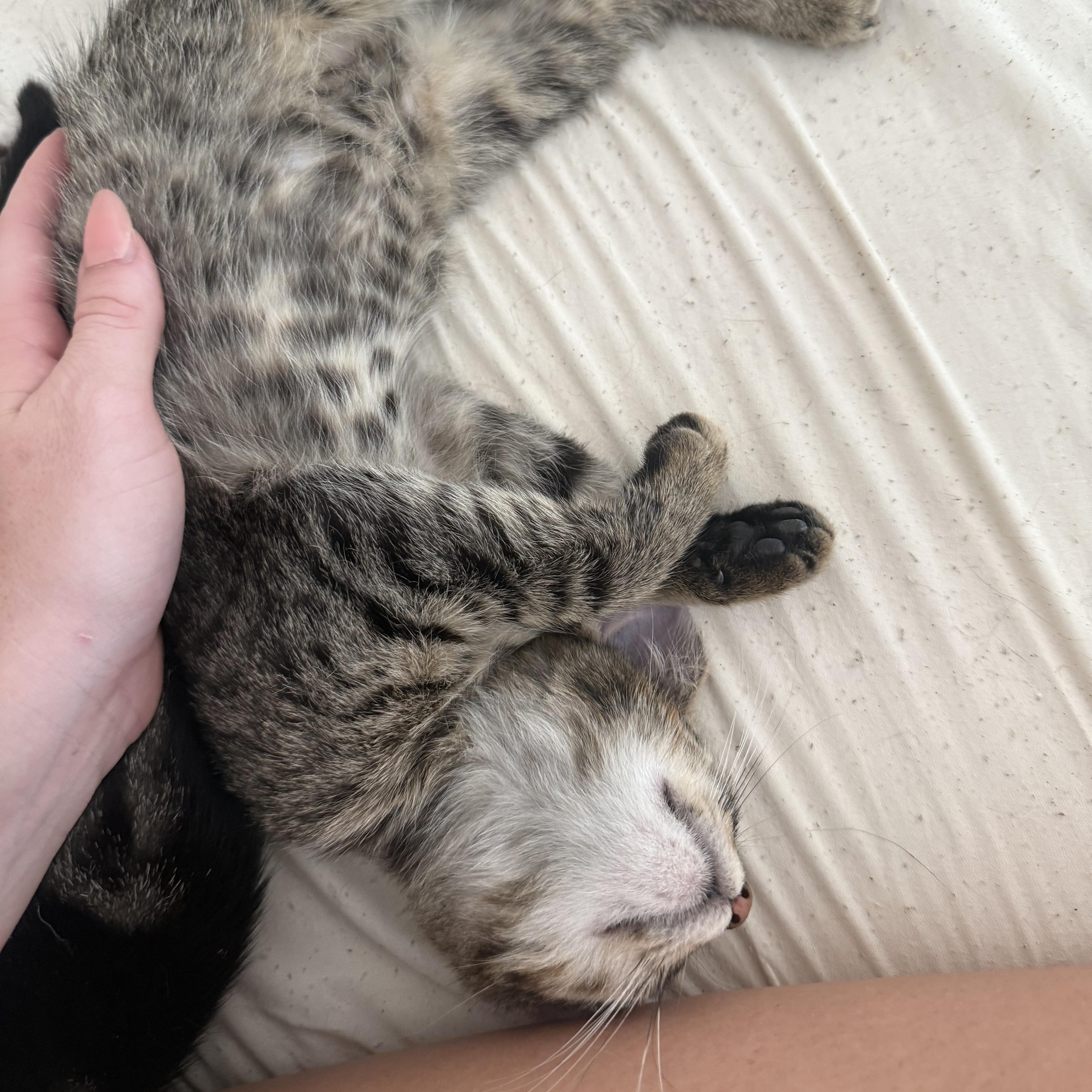 Annie, a Adoptable Domestic Short Hair in Huntsville, AL image 2/4
