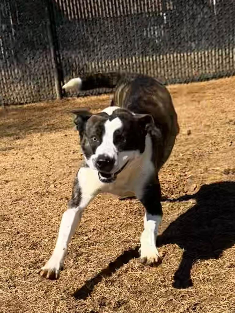 Enlarge Johnny Walker, a Adoptable mixed breed in East Ridge, TN image 1/6