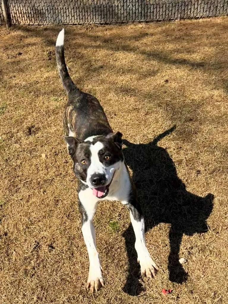 Enlarge Johnny Walker, a Adoptable mixed breed in East Ridge, TN image 2/6