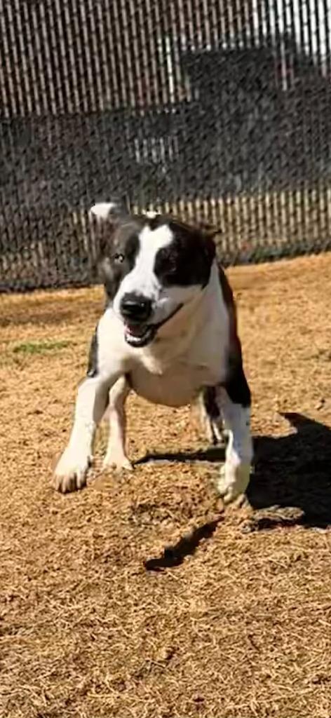 Enlarge Johnny Walker, a Adoptable mixed breed in East Ridge, TN image 3/6