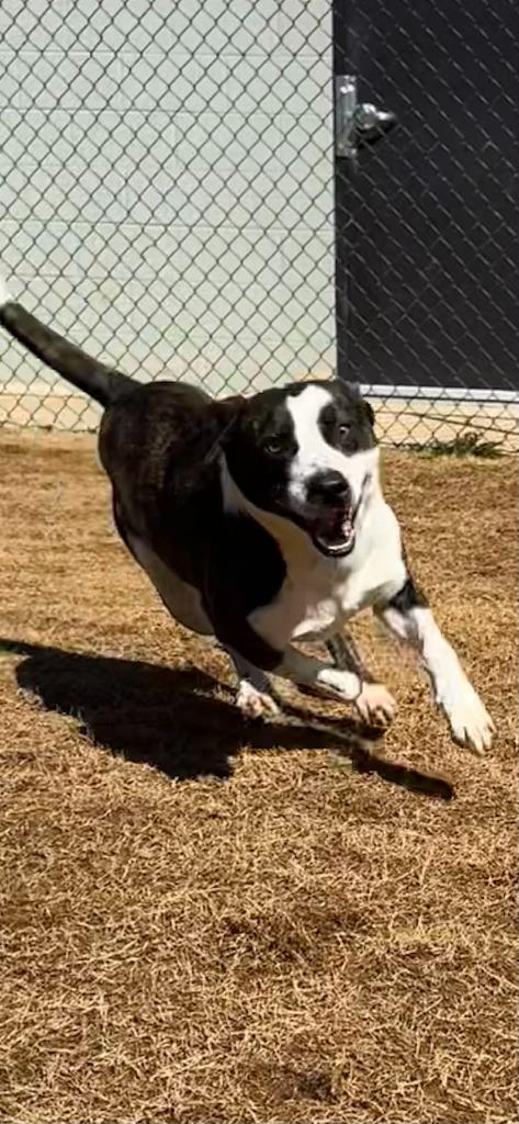 Enlarge Johnny Walker, a Adoptable mixed breed in East Ridge, TN image 4/6