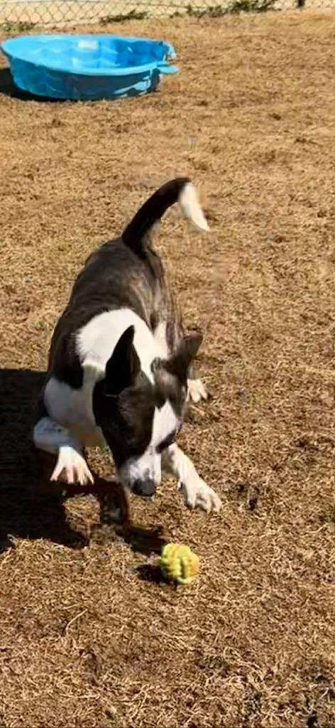 Enlarge Johnny Walker, a Adoptable mixed breed in East Ridge, TN image 5/6