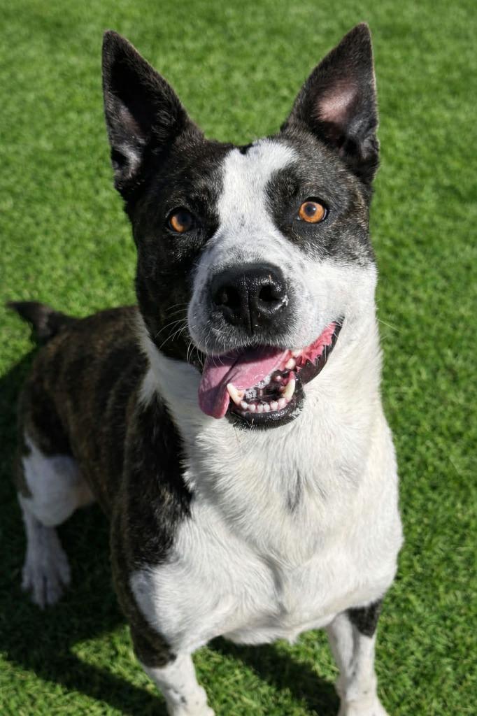 Enlarge Johnny Walker, a Adoptable mixed breed in East Ridge, TN image 6/6