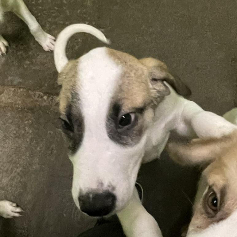 Gary, Adoptable, Puppy Male Great Pyrenees.