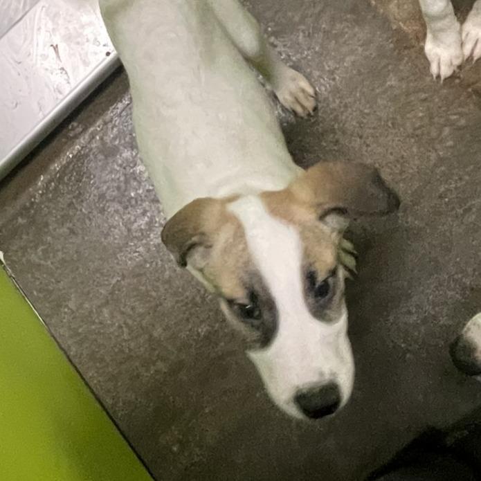 Enlarge Gary, a Adoptable Great Pyrenees in Spokane, WA image 3/3