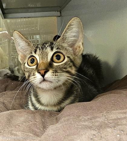 Fuji, Adoptable, Young Female Domestic Short Hair & Domestic Short Hair.