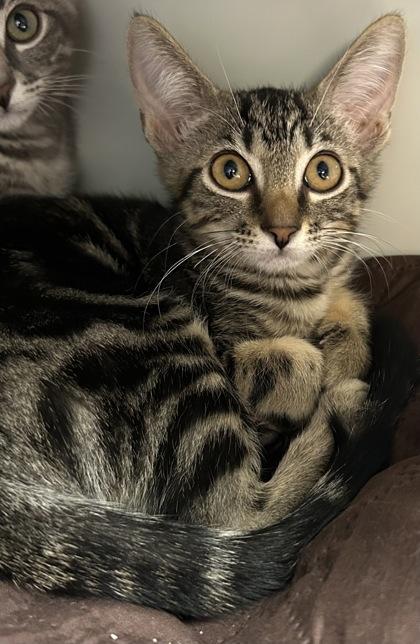 Enlarge Fuji, a Adoptable mixed breed in Phoenix, AZ image 2/2