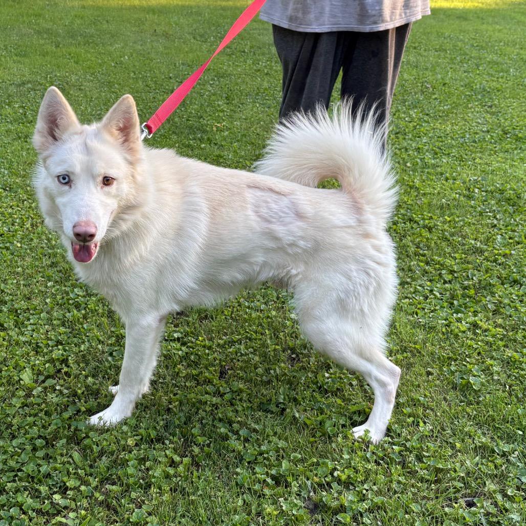 Martin, Adoptable, Adult Male Siberian Husky.