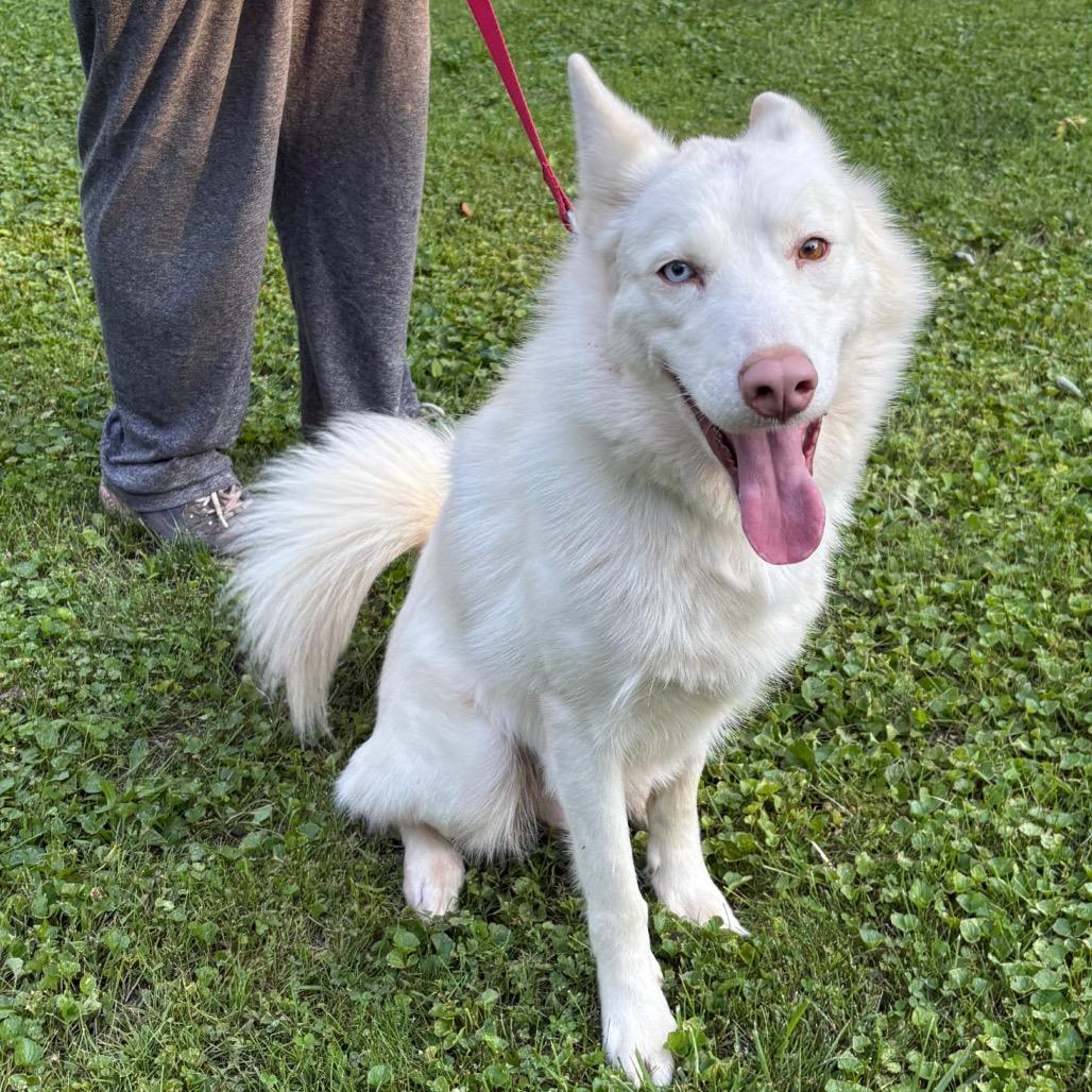 Enlarge Martin, a Adoptable Siberian Husky in Carol Stream, IL image 2/6